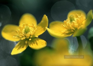 xsh0201b realistische Blumenfoto Ölgemälde